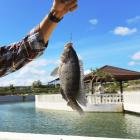 Great news! Our fishing lagoon is opening on July 14th 2018! 