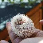 Newborn ducklings and hedgehogs!