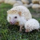 Newborn ducklings and hedgehogs!