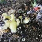 Newborn ducklings and hedgehogs!