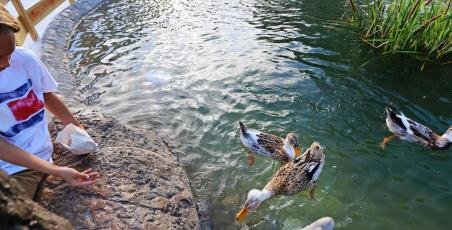 Super Bowl 2019 en Laguna SOV Super Bowl 2019 en Laguna SOV