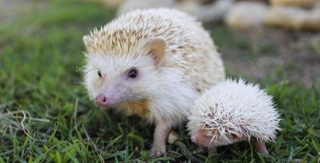 Newborn ducklings and hedgehogs! Newborn ducklings and hedgehogs!