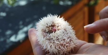 Newborn ducklings and hedgehogs! Newborn ducklings and hedgehogs!