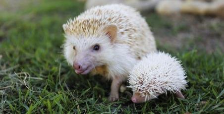 Newborn ducklings and hedgehogs! Newborn ducklings and hedgehogs!