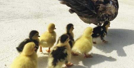 Newborn ducklings and hedgehogs! Newborn ducklings and hedgehogs!