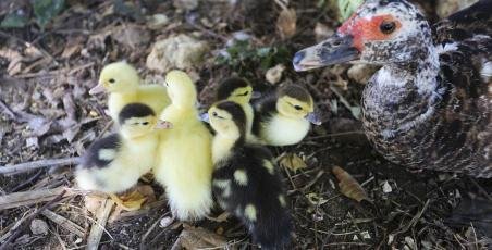 Newborn ducklings and hedgehogs! Newborn ducklings and hedgehogs!
