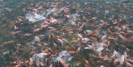 Fishing Lagoon! Fishing Lagoon!