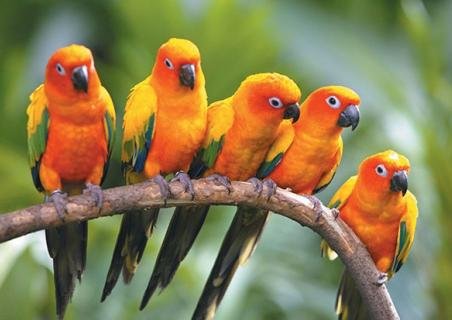Zoológico abrirá pronto en Sosua Ocean Village!