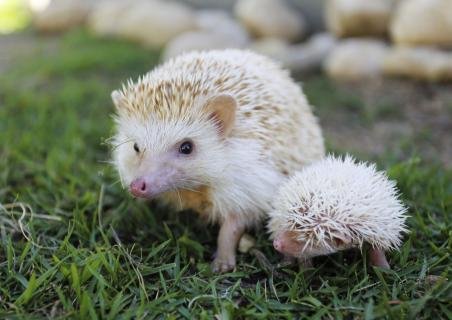 Newborn ducklings and hedgehogs!